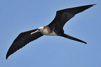 Magnificent Frigatebird Picture @ Kiwifoto.com