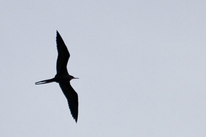 Magnificent Frigatebird Picture @ Kiwifoto.com