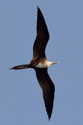 Magnificent Frigatebird Picture @ Kiwifoto.com