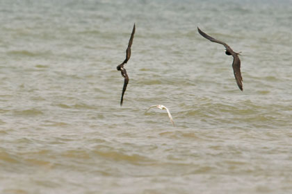 Magnificent Frigatebird (chasing Royal Tern)