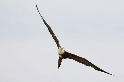 Magnificent Frigatebird Image @ Kiwifoto.com