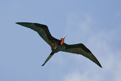 Magnificent Frigatebird Image @ Kiwifoto.com