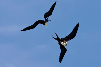 Magnificent Frigatebird Picture @ Kiwifoto.com