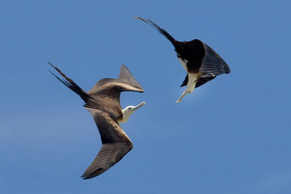 Magnificent Frigatebird Image @ Kiwifoto.com