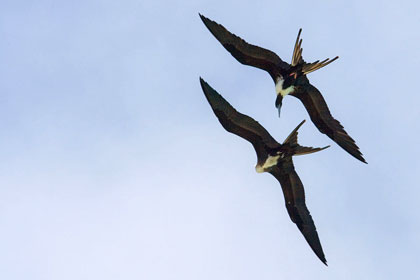 Magnificent Frigatebird Image @ Kiwifoto.com