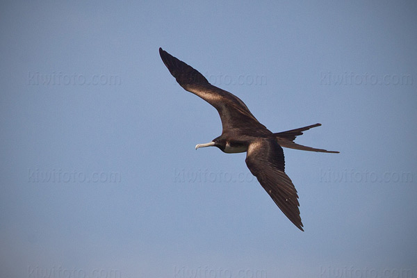 Magnificent Frigatebird Photo @ Kiwifoto.com