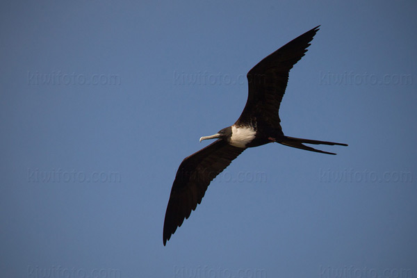 Magnificent Frigatebird Image @ Kiwifoto.com