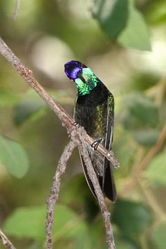 Magnificent Hummingbird Image @ Kiwifoto.com