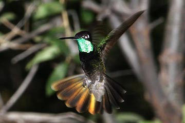 Magnificent Hummingbird Image @ Kiwifoto.com