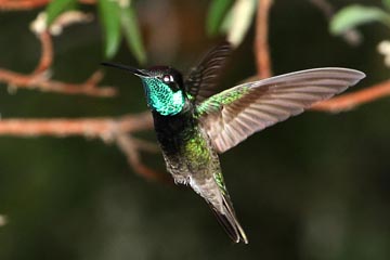 Magnificent Hummingbird Picture @ Kiwifoto.com