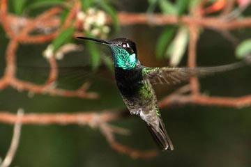 Magnificent Hummingbird Photo @ Kiwifoto.com