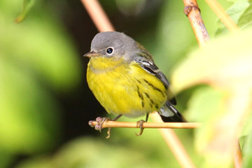 Magnolia Warbler Image @ Kiwifoto.com
