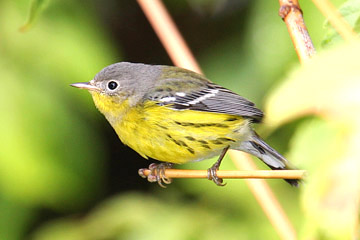 Magnolia Warbler Image @ Kiwifoto.com