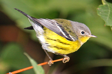 Magnolia Warbler Picture @ Kiwifoto.com