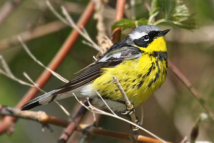 Magnolia Warbler Photo @ Kiwifoto.com