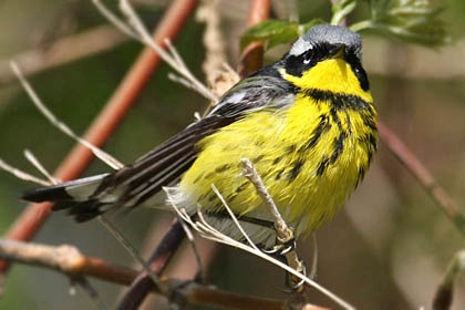 Magnolia Warbler Image @ Kiwifoto.com