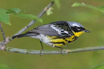 Magnolia Warbler Picture @ Kiwifoto.com