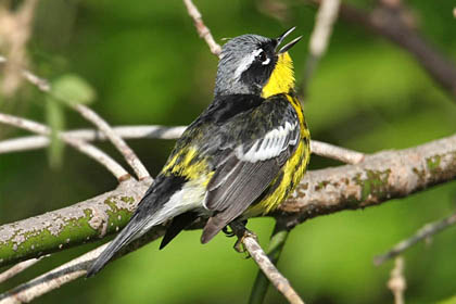 Magnolia Warbler Image @ Kiwifoto.com