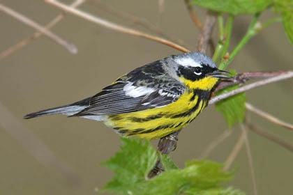 Magnolia Warbler Image @ Kiwifoto.com