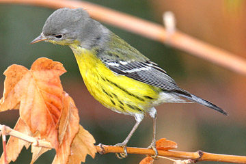 Magnolia Warbler Image @ Kiwifoto.com