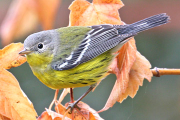 Magnolia Warbler Photo @ Kiwifoto.com