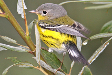 Magnolia Warbler Picture @ Kiwifoto.com