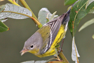 Magnolia Warbler Photo @ Kiwifoto.com