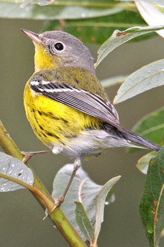 Magnolia Warbler Image @ Kiwifoto.com