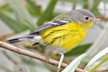 Magnolia Warbler Image @ Kiwifoto.com