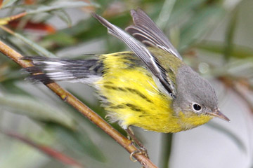 Magnolia Warbler Image @ Kiwifoto.com