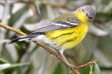 Magnolia Warbler Photo @ Kiwifoto.com