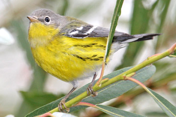 Magnolia Warbler Image @ Kiwifoto.com