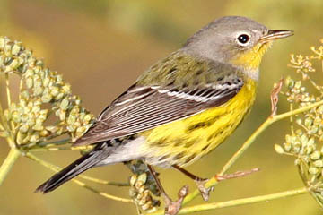 Magnolia Warbler Photo @ Kiwifoto.com