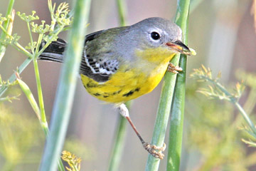 Magnolia Warbler Image @ Kiwifoto.com
