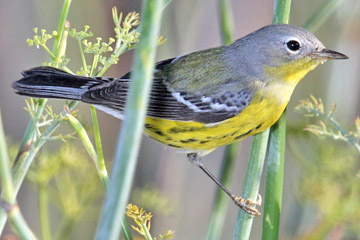 Magnolia Warbler Picture @ Kiwifoto.com