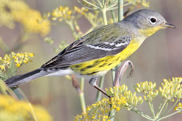 Magnolia Warbler Image @ Kiwifoto.com