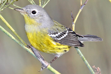 Magnolia Warbler Image @ Kiwifoto.com