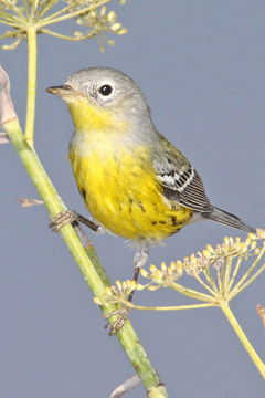 Magnolia Warbler Image @ Kiwifoto.com
