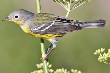 Magnolia Warbler Photo @ Kiwifoto.com