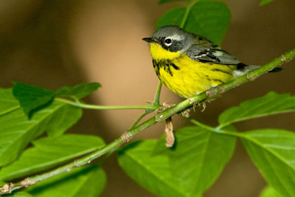 Magnolia Warbler Image @ Kiwifoto.com