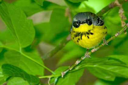 Magnolia Warbler Photo @ Kiwifoto.com