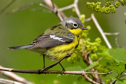 Magnolia Warbler (female)