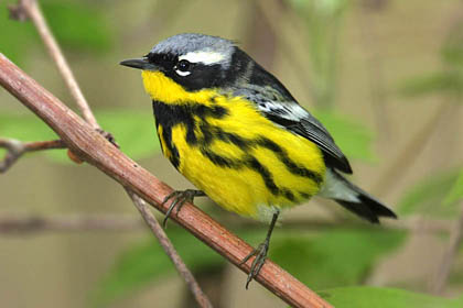 Magnolia Warbler, Ohio