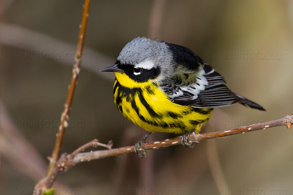 Magnolia Warbler Image @ Kiwifoto.com