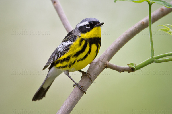Magnolia Warbler Image @ Kiwifoto.com