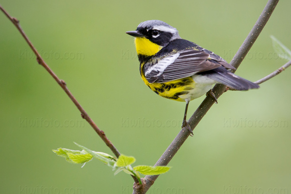 Magnolia Warbler Picture @ Kiwifoto.com