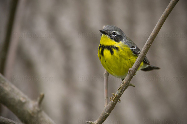 Magnolia Warbler Picture @ Kiwifoto.com