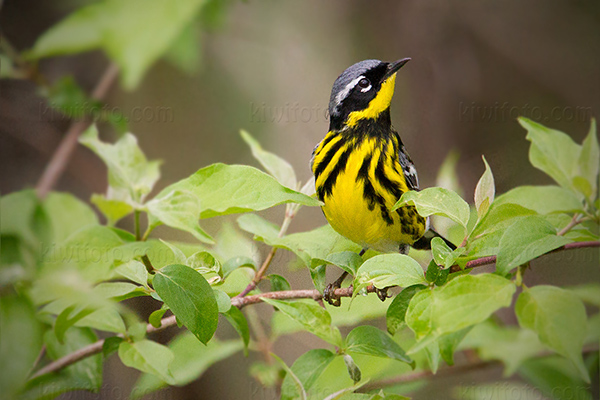 Magnolia Warbler Photo @ Kiwifoto.com