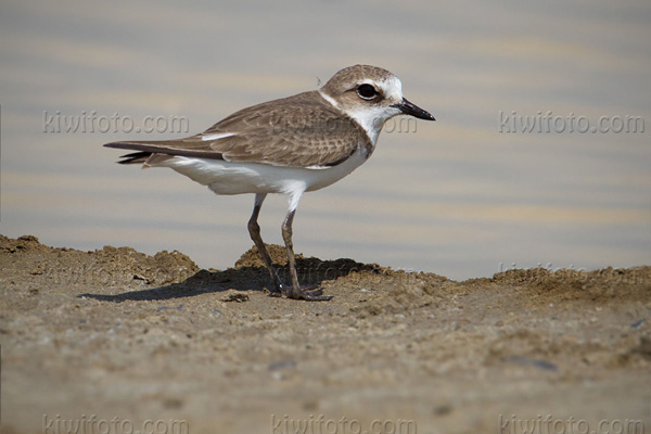 Malaysian Plover Image @ Kiwifoto.com