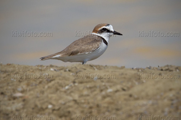 Malaysian Plover